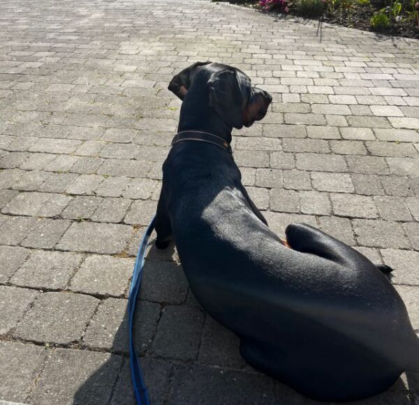 Initial Assessment - Dog