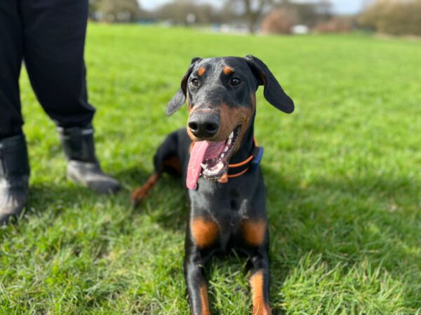 Dog Training Session